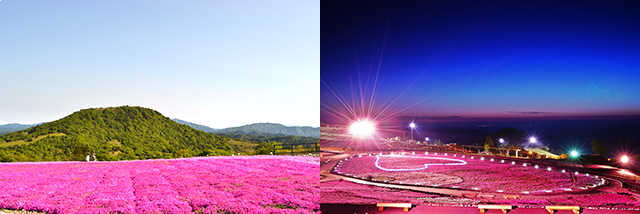 茶臼山高原『芝桜まつり』
