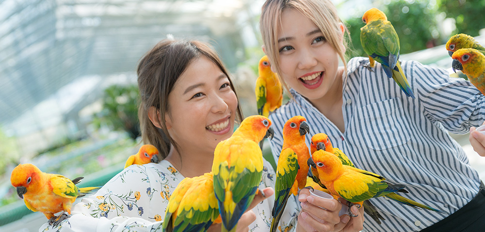 『掛川花鳥園』入園チケット